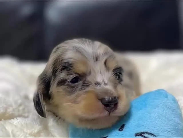 シルバーダップルの男の子🐾