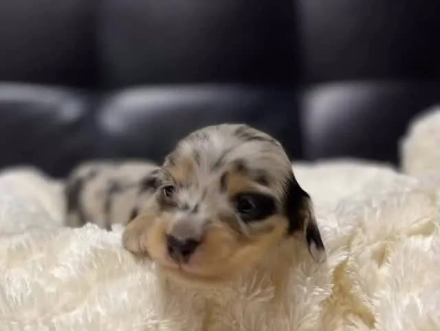 シルバーダップルの男の子🐾