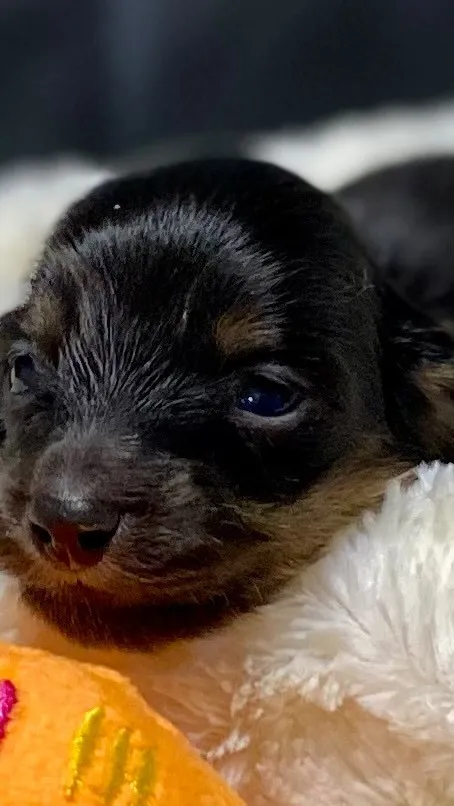 ブラックタン（イエロー）の女の子🐾