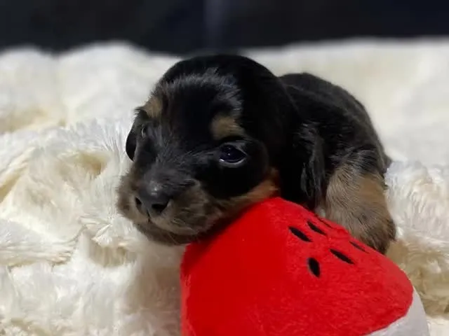 ブラックタン（イエロー）の女の子🐾