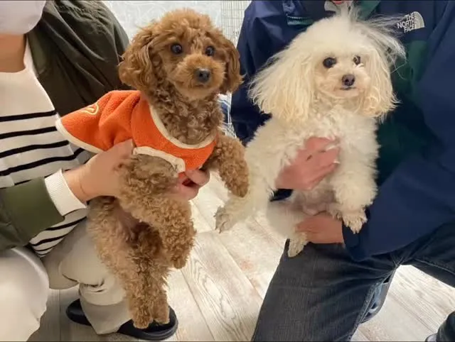 いちごちゃん🐾