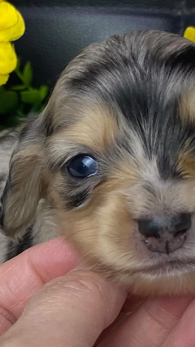 シルバーダップルの女の子🐾