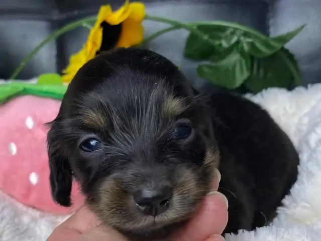 ブラックタン（イエロー）🐾