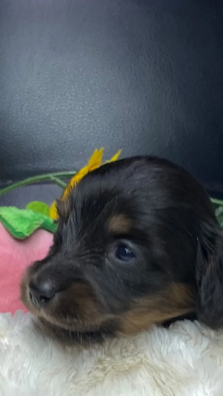 ブラックタン（イエロー）🐾