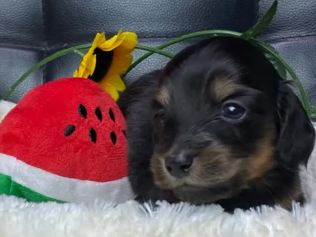 ブラックタン（イエロー）🐾