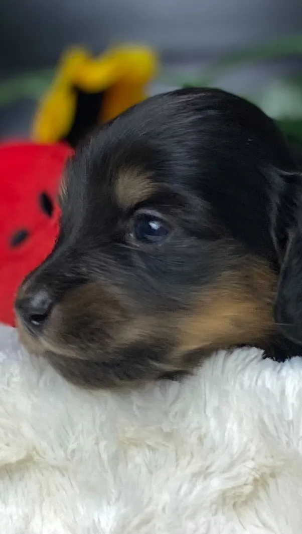 ブラックタン（イエロー）🐾