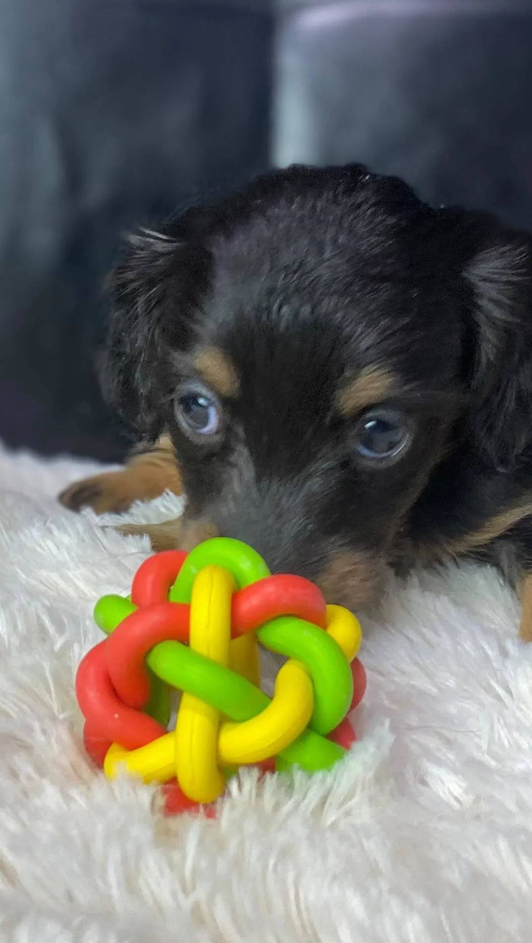 ブラックタン（イエロー）女の子