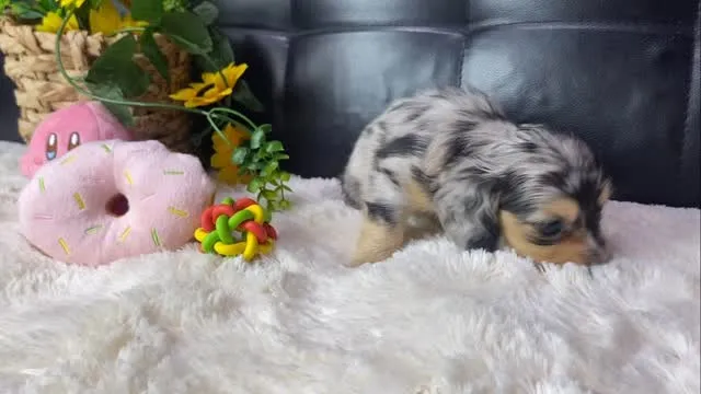 ダップルちゃん🐾