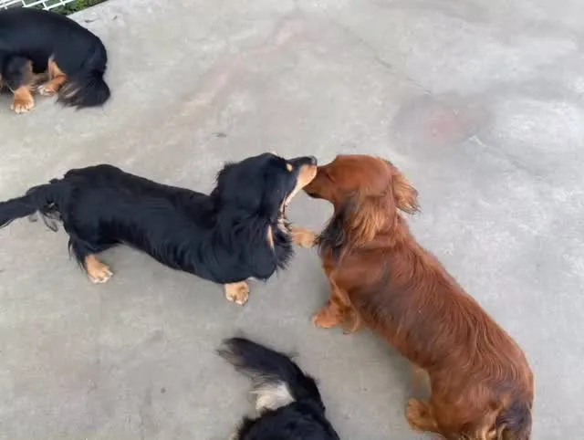 みんな元気😁🐾