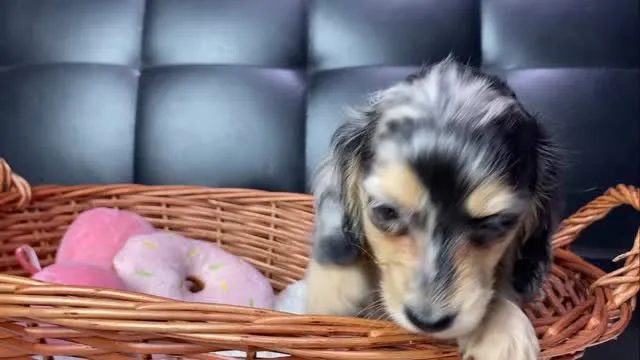 ダップルちゃん🐾