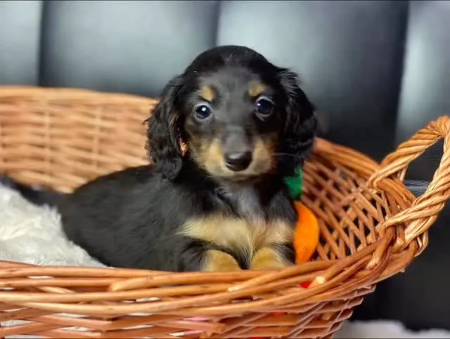 ミニチュアダックス🥕ちゃん🐾