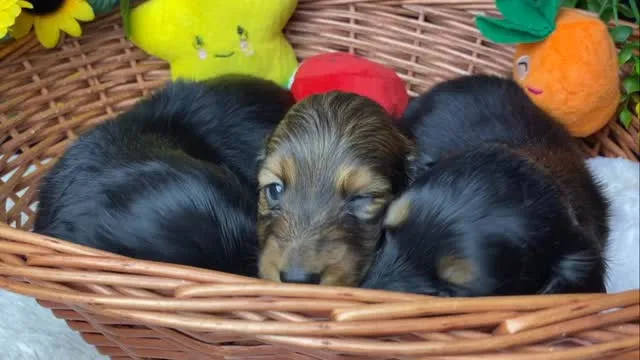 2026.3.29生まれ 富有の子　男の子組🐾