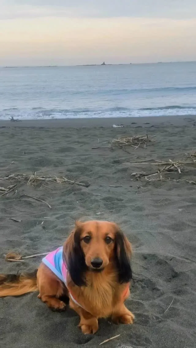 タッチ君🐾