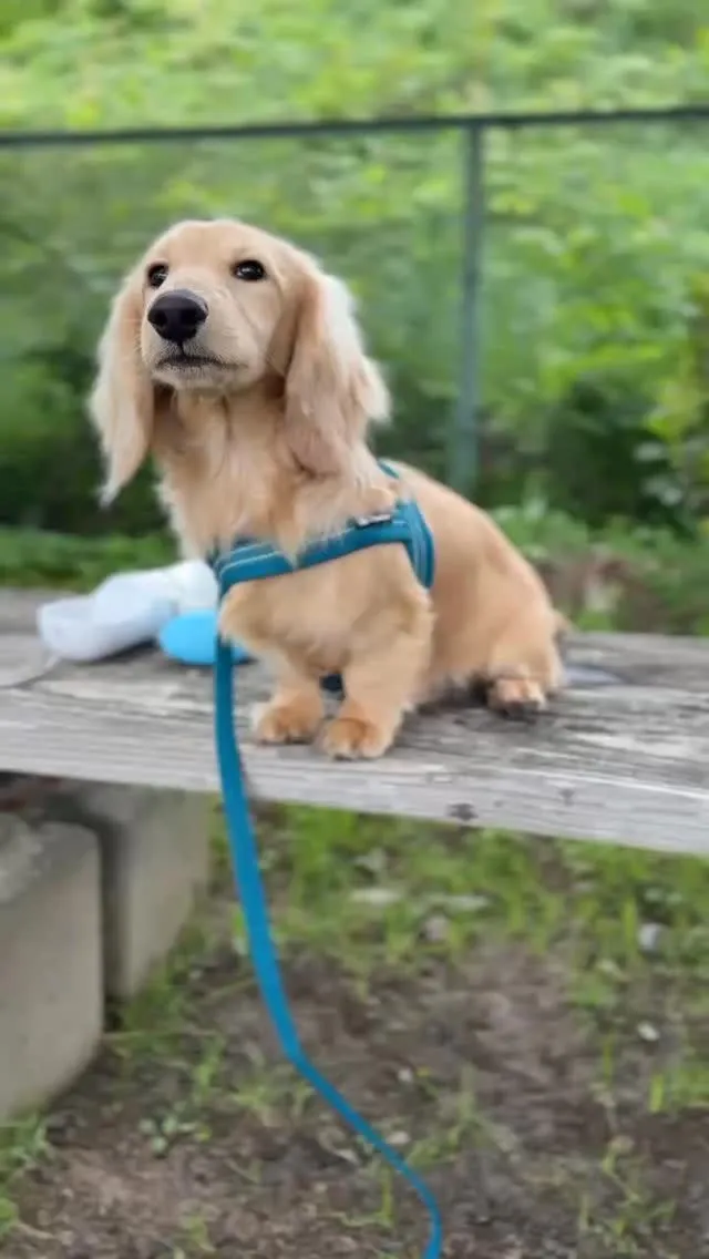アンジェロ君🐾