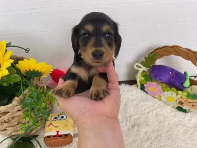 パル君🐾
