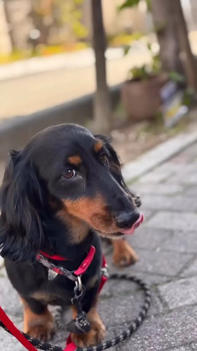 マイク君🐾