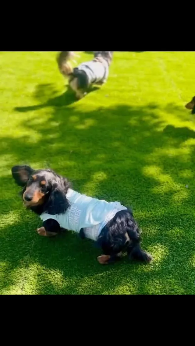 親族会🐾