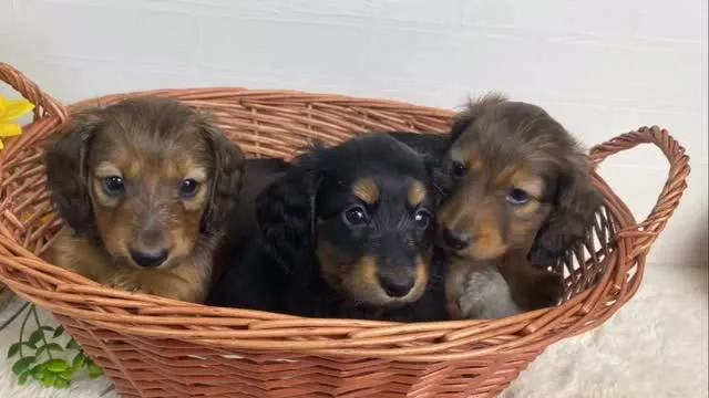 26.3.29生まれの子供達🐾