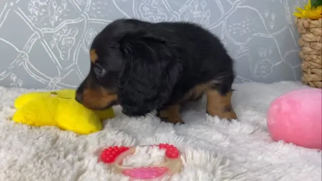 天君🐾