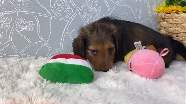 ぷりん君🐾