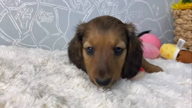 はにちゃん🐾