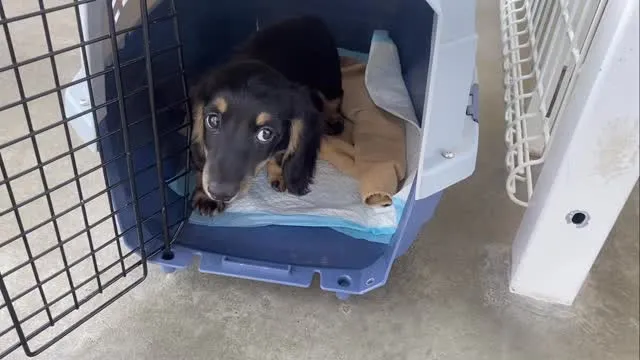 かぼちゃ🐾
