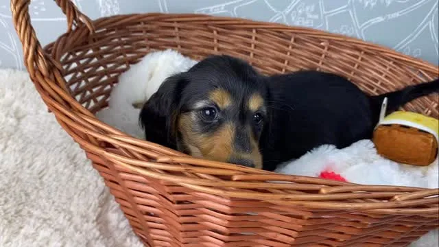 パル君🐾