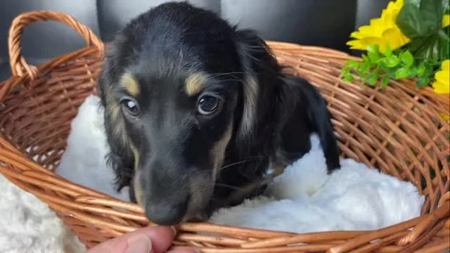 かぼちゃ🐾