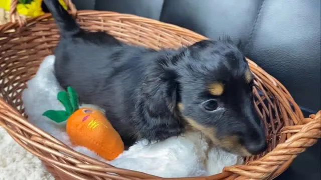 いぶき君🐾