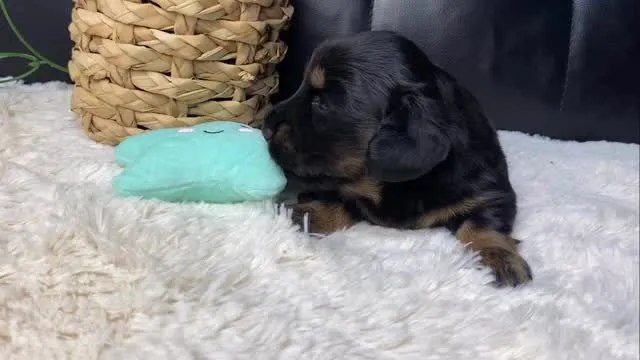 ライム🐾