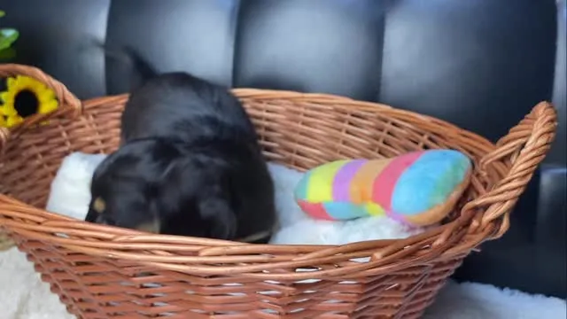 いちじく🐾