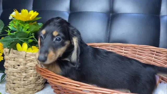 ジュレ🐾