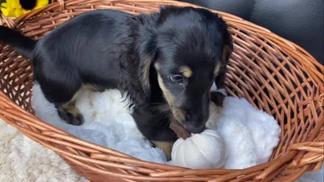 かぼちゃ🐾