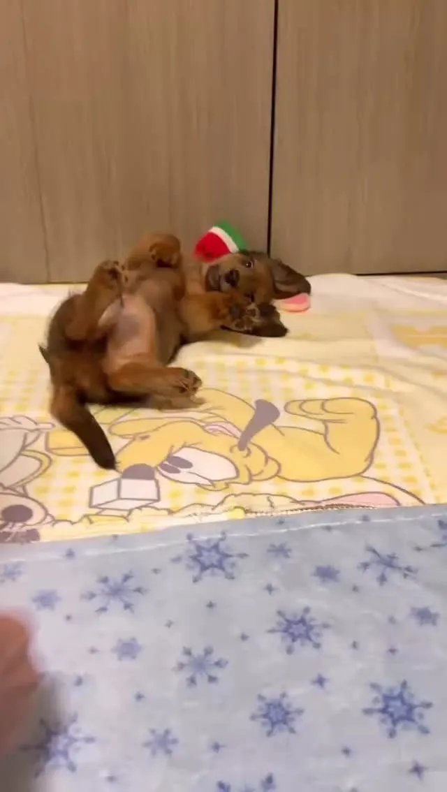 ぷりん君🐾