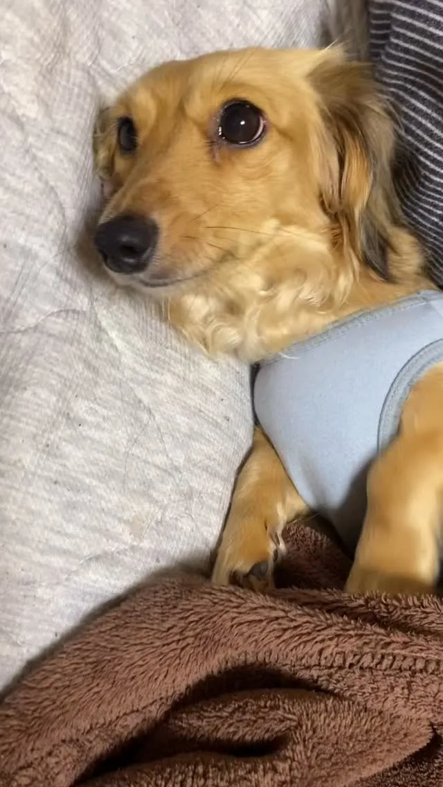 我が家の日常🐾