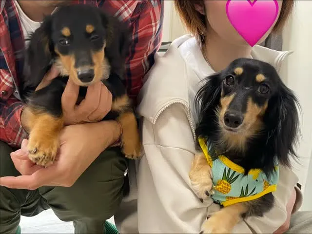 心春ちゃん🐾