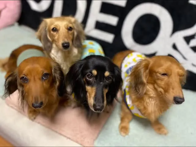 ハッカ＆いくら＆あゆ＆おこげ🐾