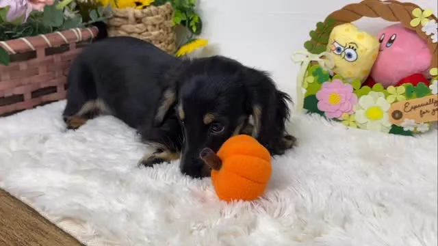 かぼちゃ🎃🐾