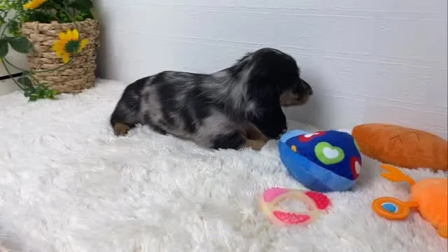海（かい）君🐾