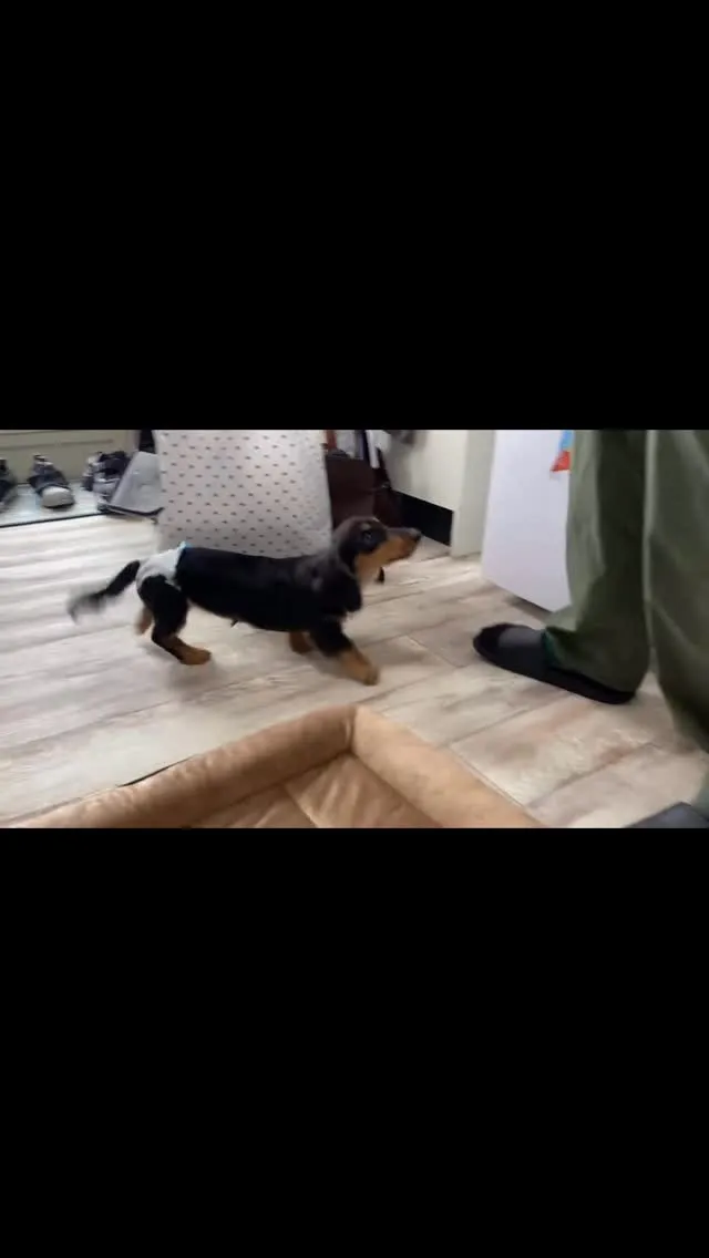 心春ちゃん🐾