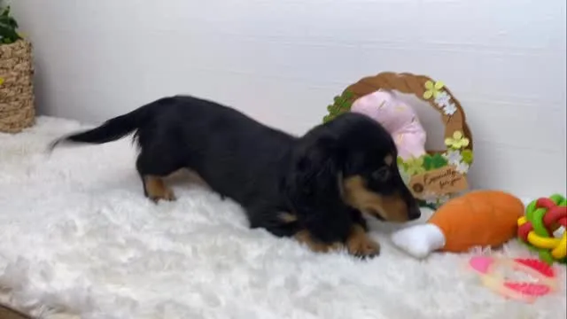 いちじく🐾