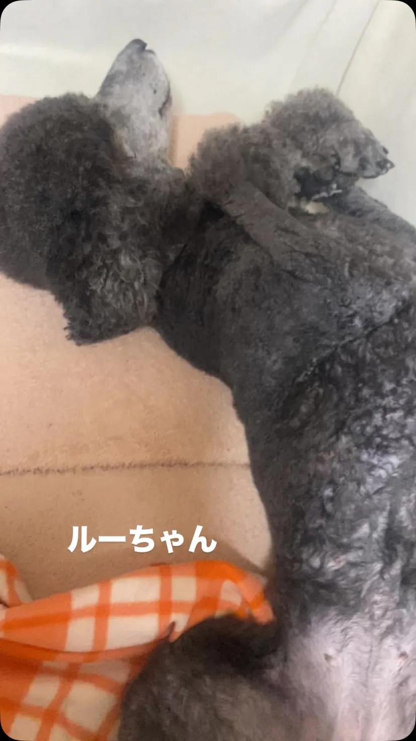 ルー🐾