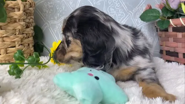 海君🐾
