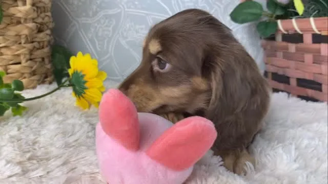 チョコちゃん🐾