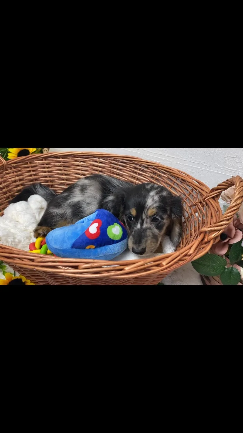 海君🐾