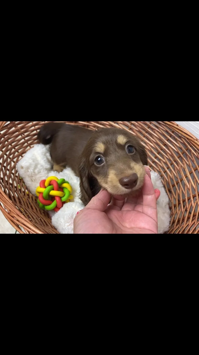 チョコちゃん🐾