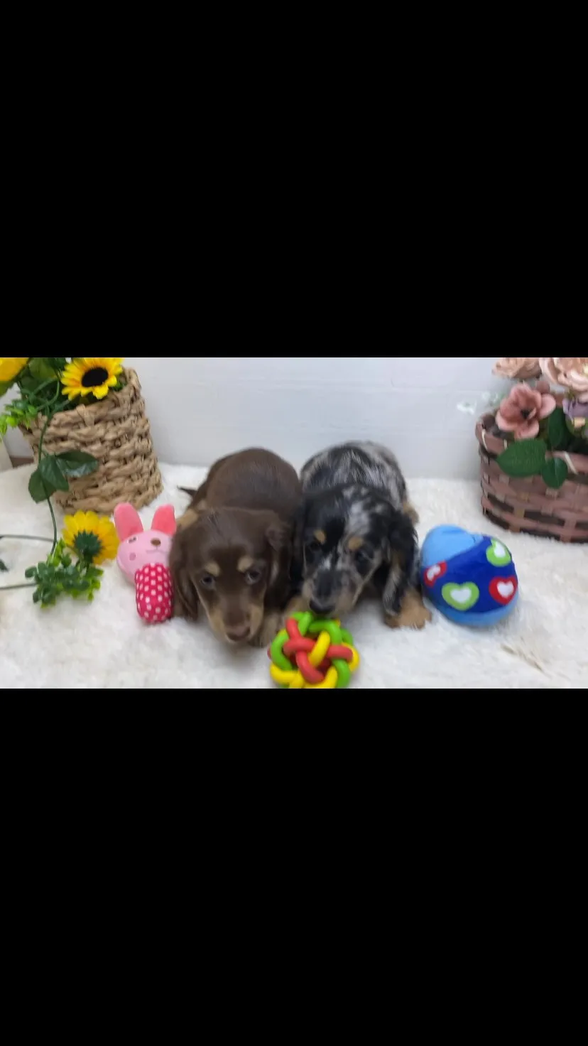 チョコちゃん＆海君🐾