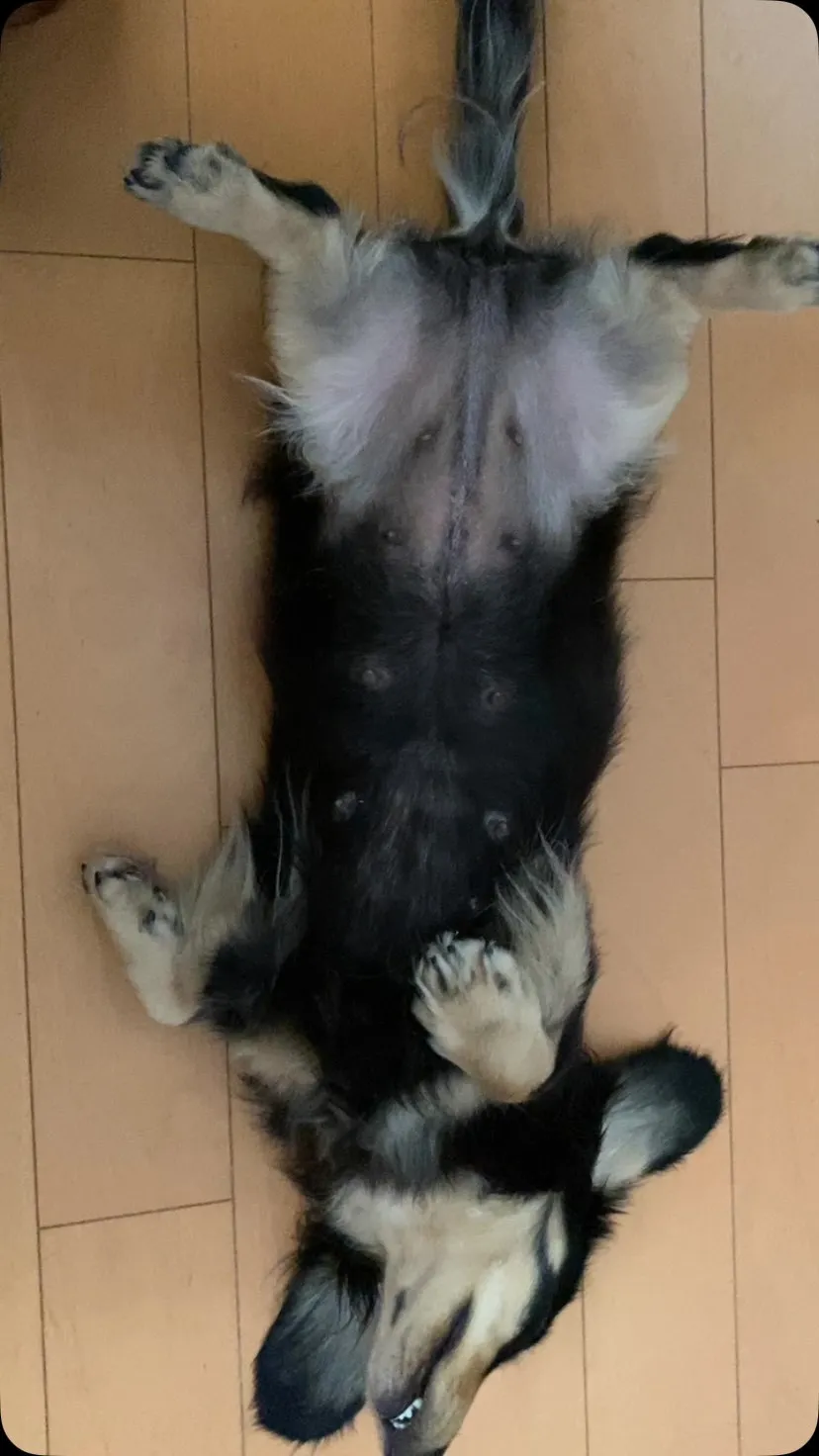 しらす🐾