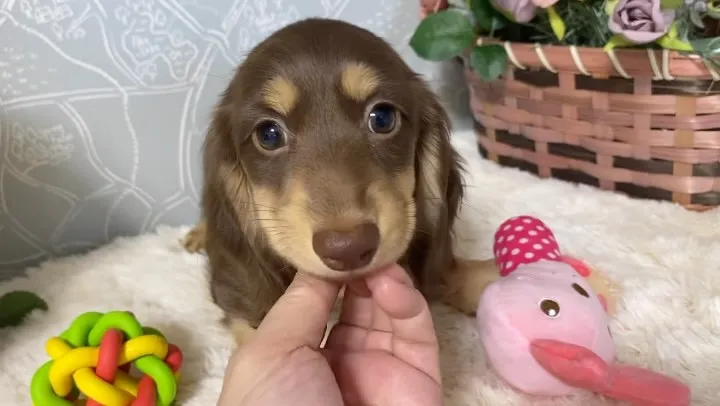 チョコちゃん🐾