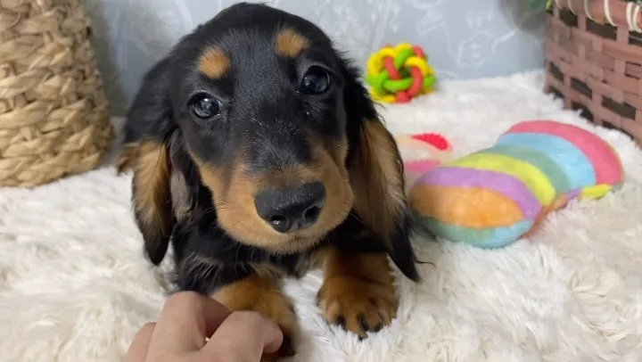 いちじく🐾